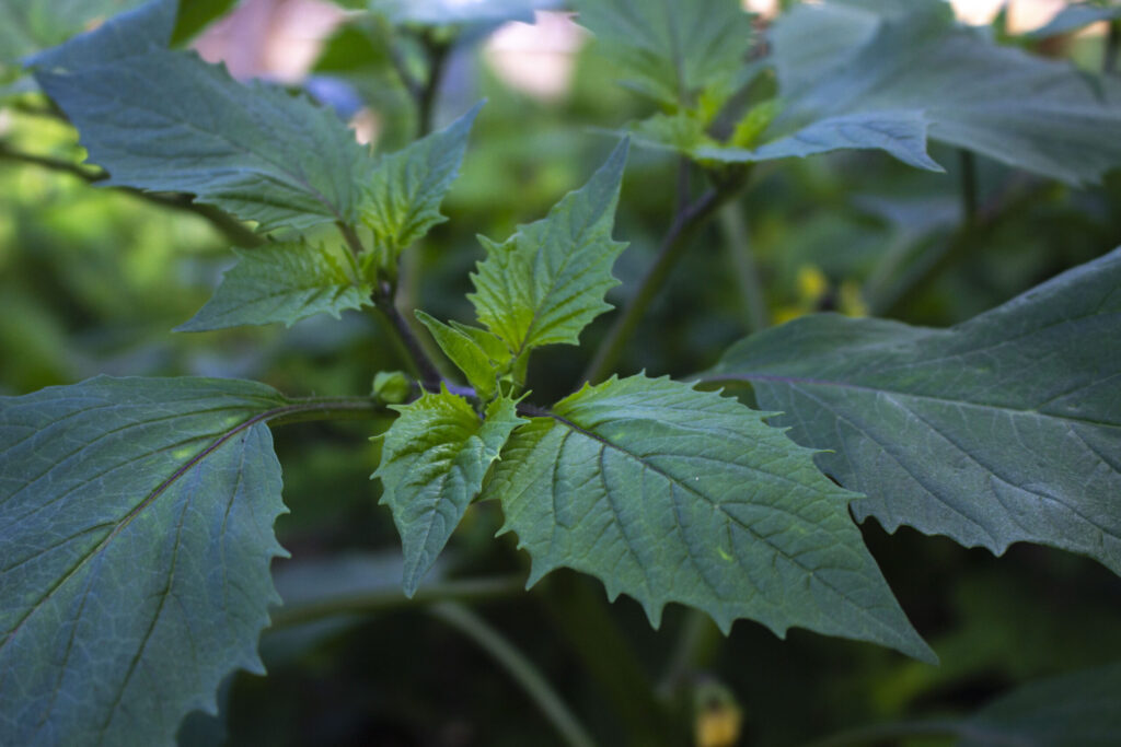 sådan-skal-du-plante-tomatillo