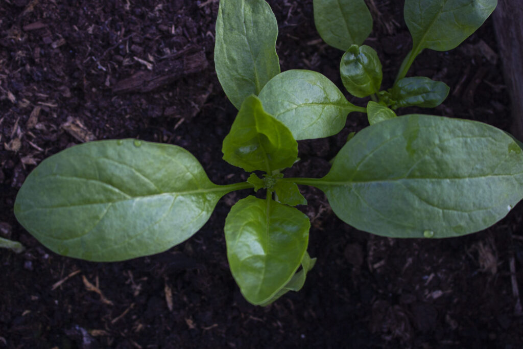 såning af spinat