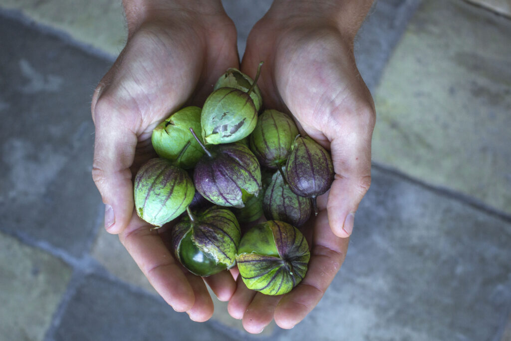 skønne-tomatillo