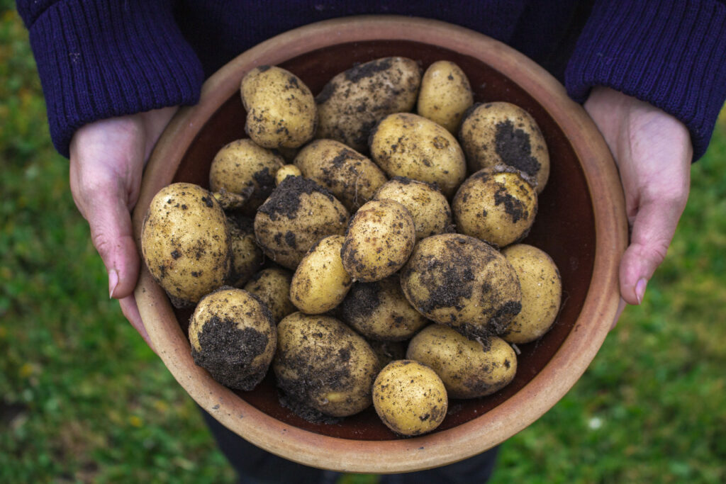 høst de første kartofler i haven i juni
