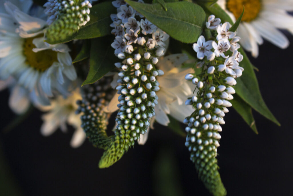 Pluk store buketter med havens sommerblomster