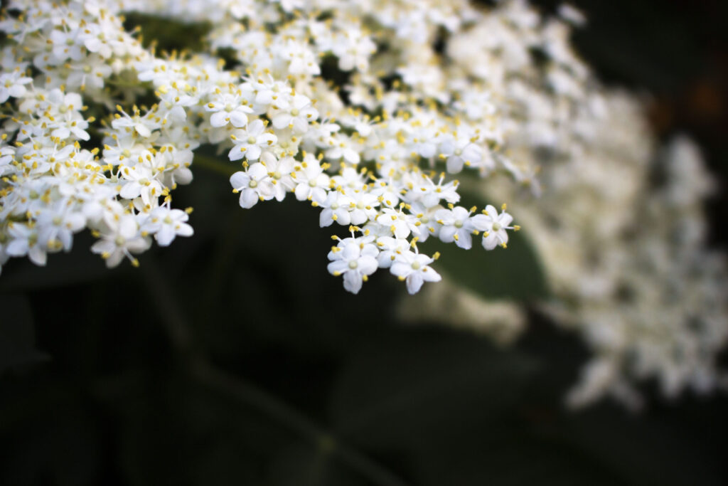 hylden blomstrer