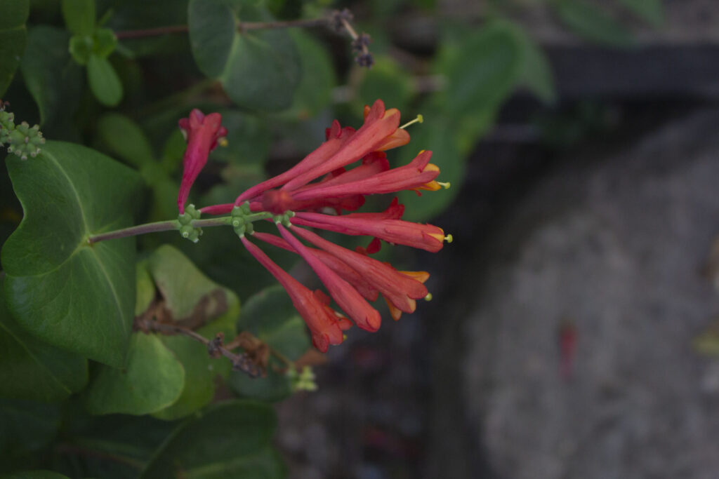 Husk at binde klatrende planter & blomster op
