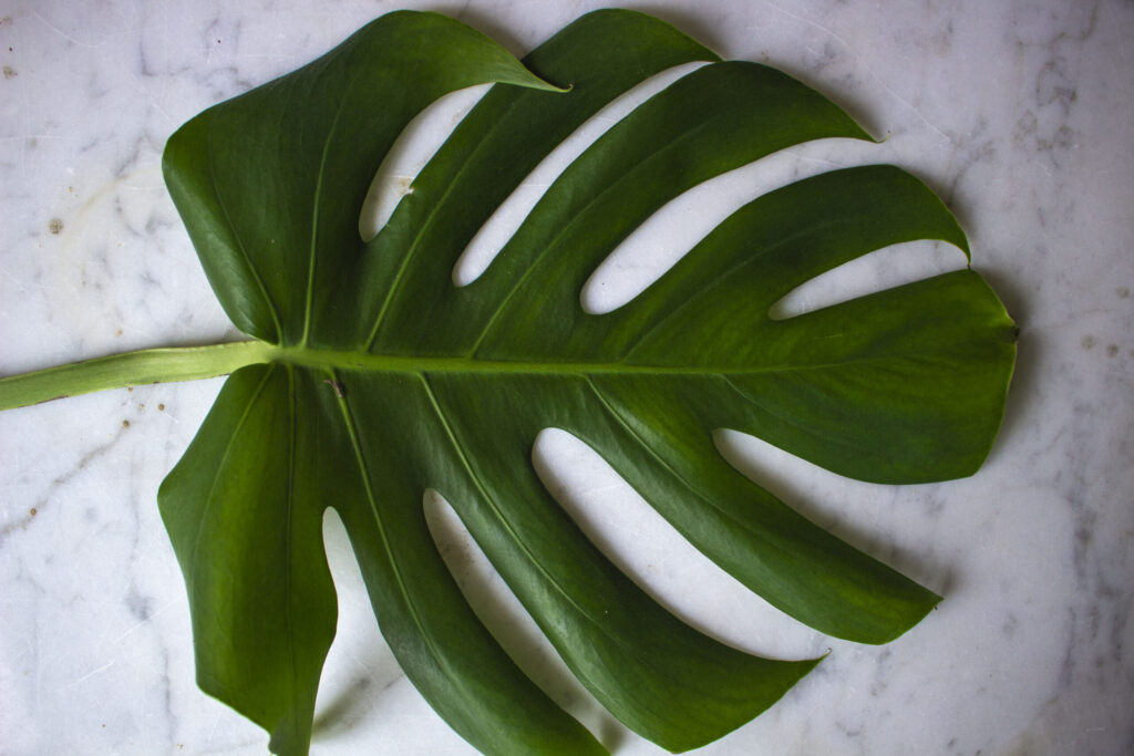 Monstera en grøn plante med hullede blade