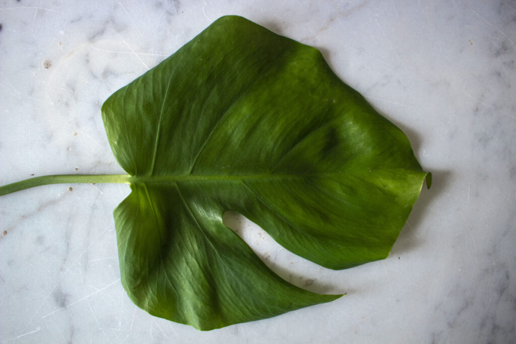 Opbinding af monstera