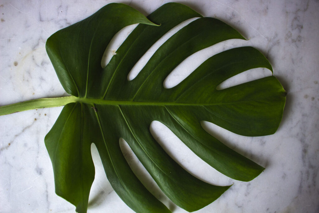 Pasning af monstera