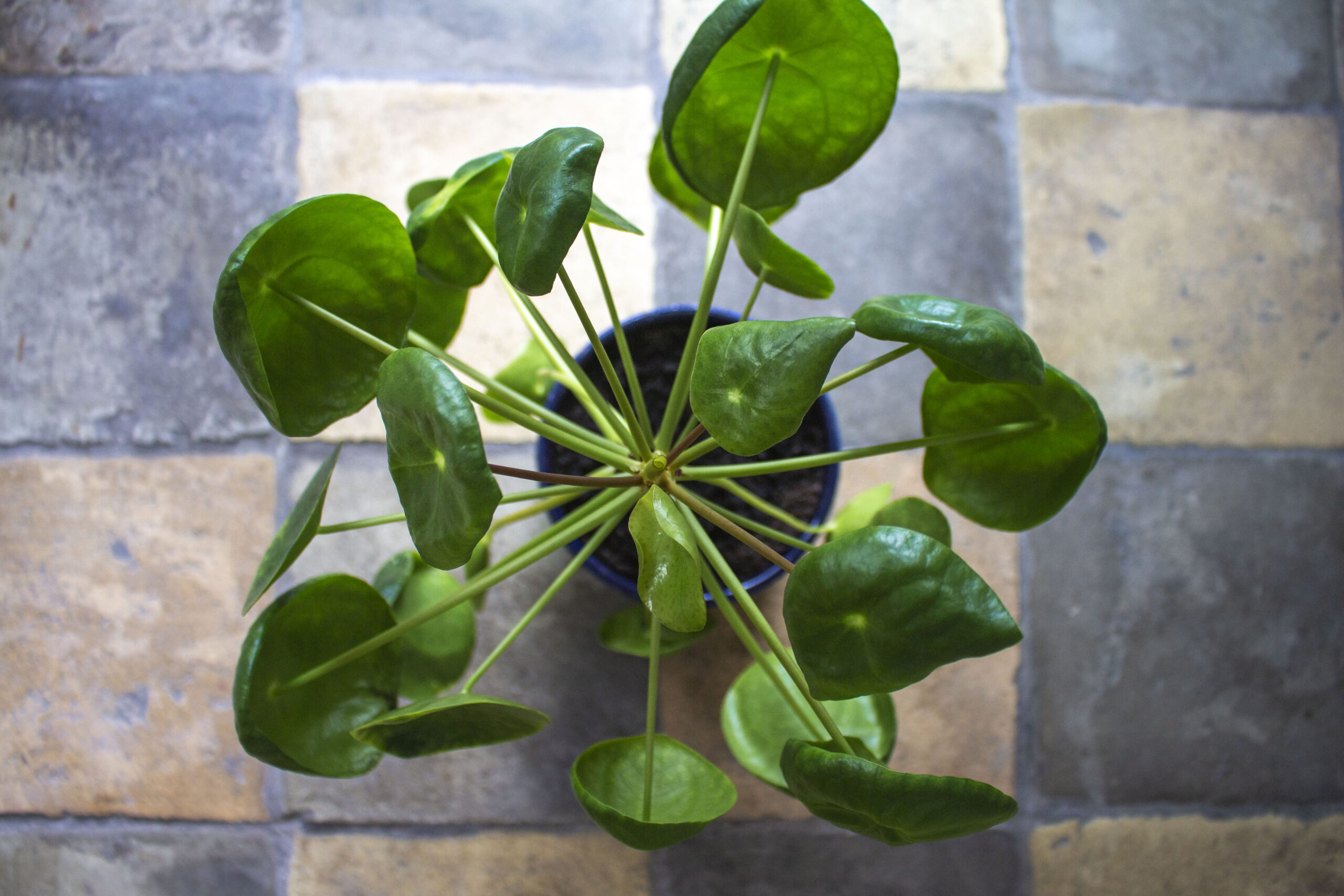 Pasning af Pilea