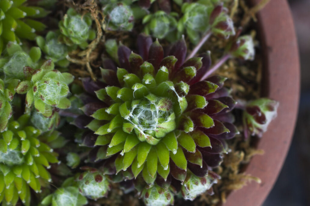 9. Gå i gang med omplantning & arrangering af krukker