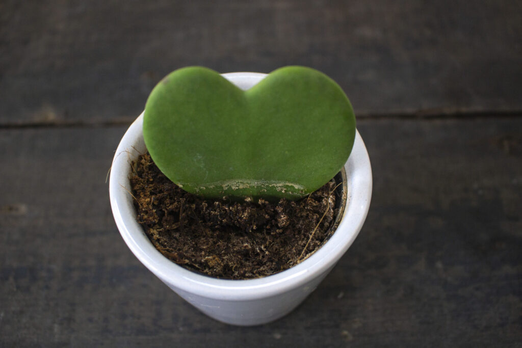 Omplantning af kaktus trin for trin