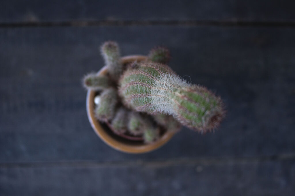 Pas på din kaktus om vinteren