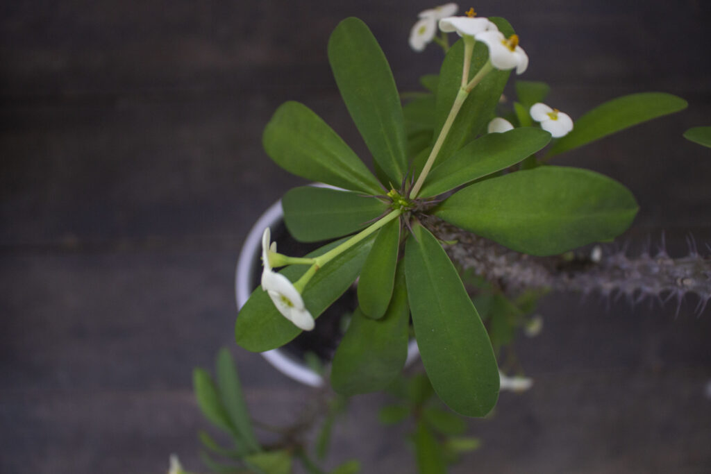 Sådan får du en kaktus med blomster