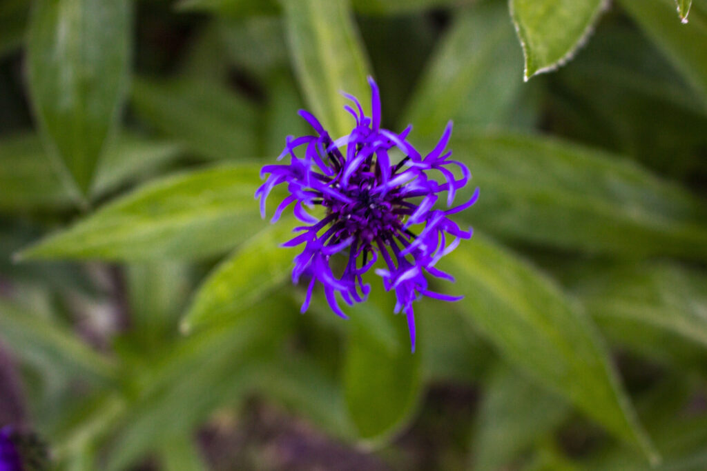 Sådan skal du plante bjergknopurt