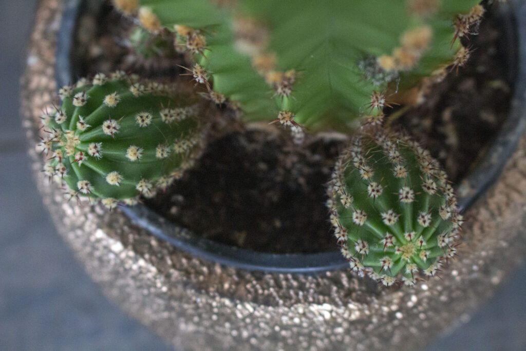 Typer & arter af kaktus