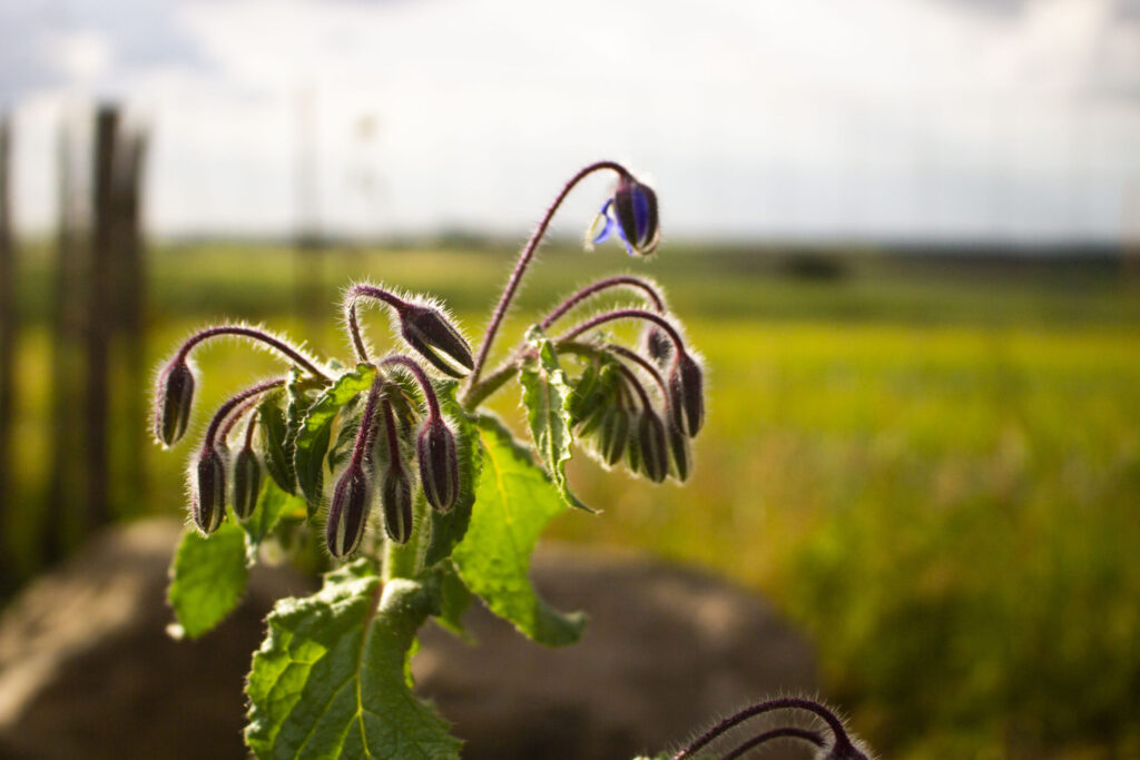 Er hjulkrone giftig