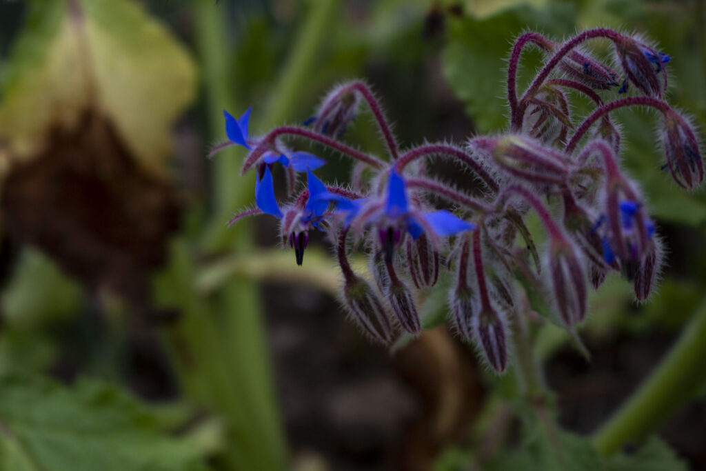 Plant hjulkrone i haven
