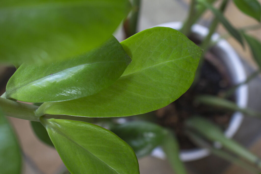 Beskæring af zamioculcas zamiifolia