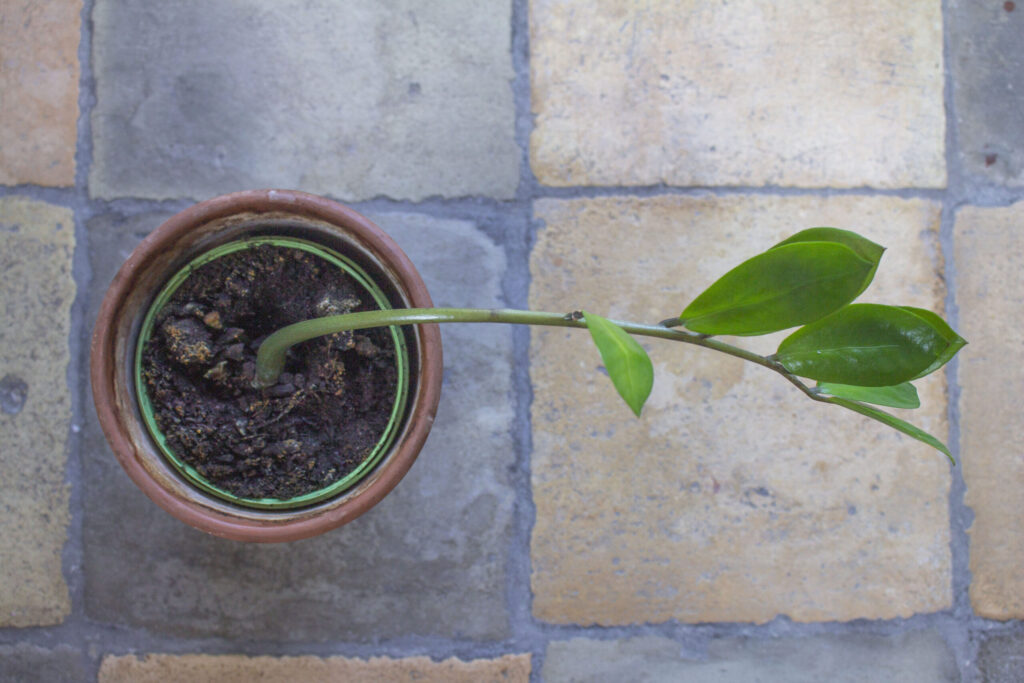 Find din ZZ plante – En snak om sorter