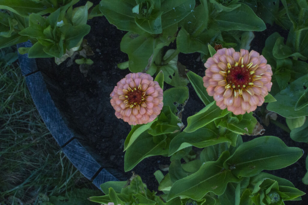 Gode råd om krukker med blomster