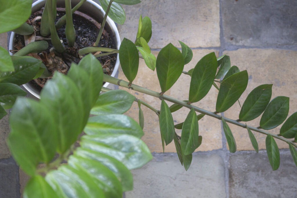 Her er det godt at placere planten