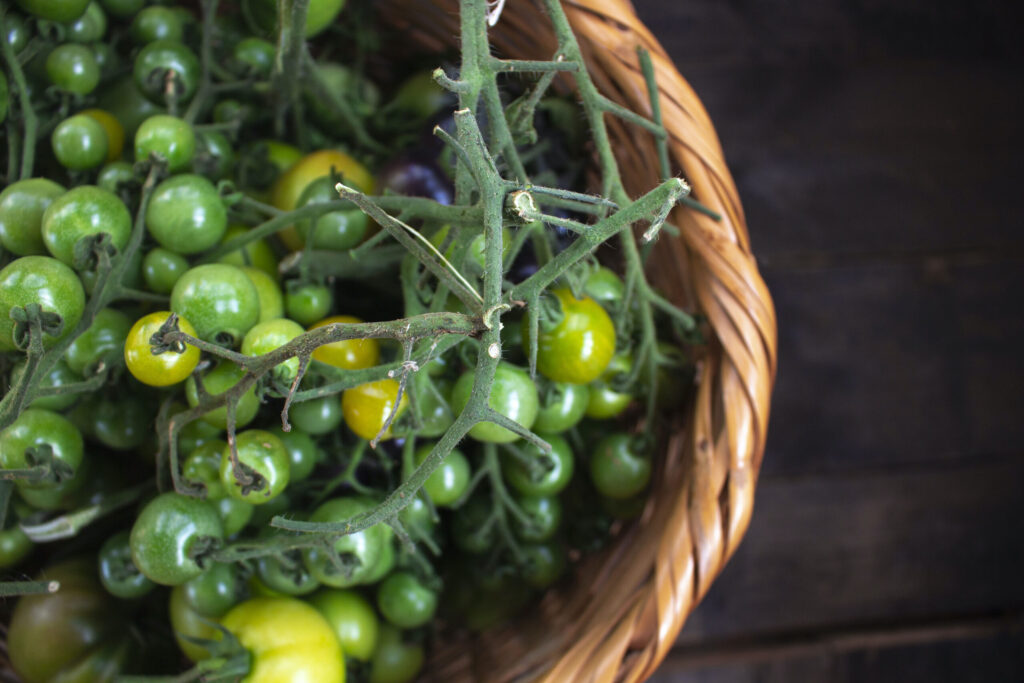 Klip toppen af tomaterne