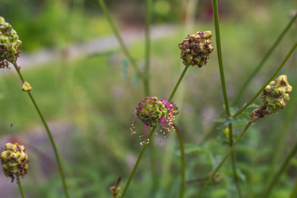 Sådan skal du så planten