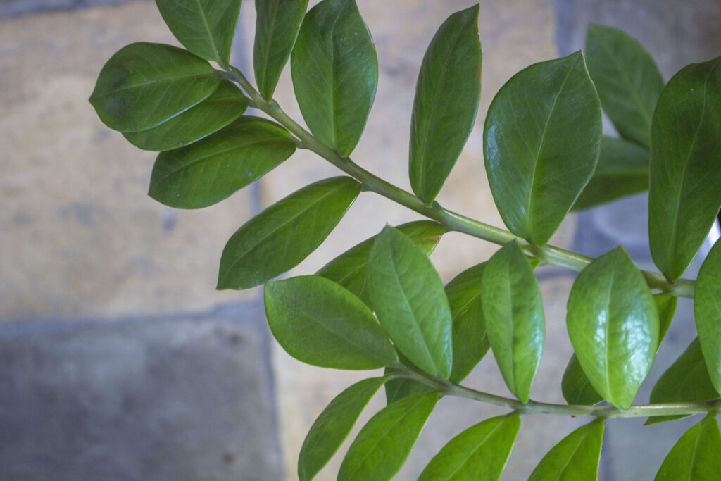 Smaragdblad – Zamioculcas Zamiifolia