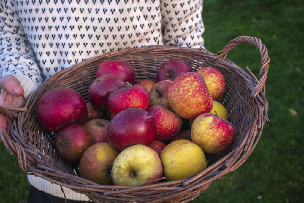 Sådan opbevarer du æbler & pærer til vinter
