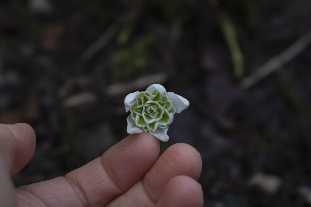 De her blomster er noget særligt