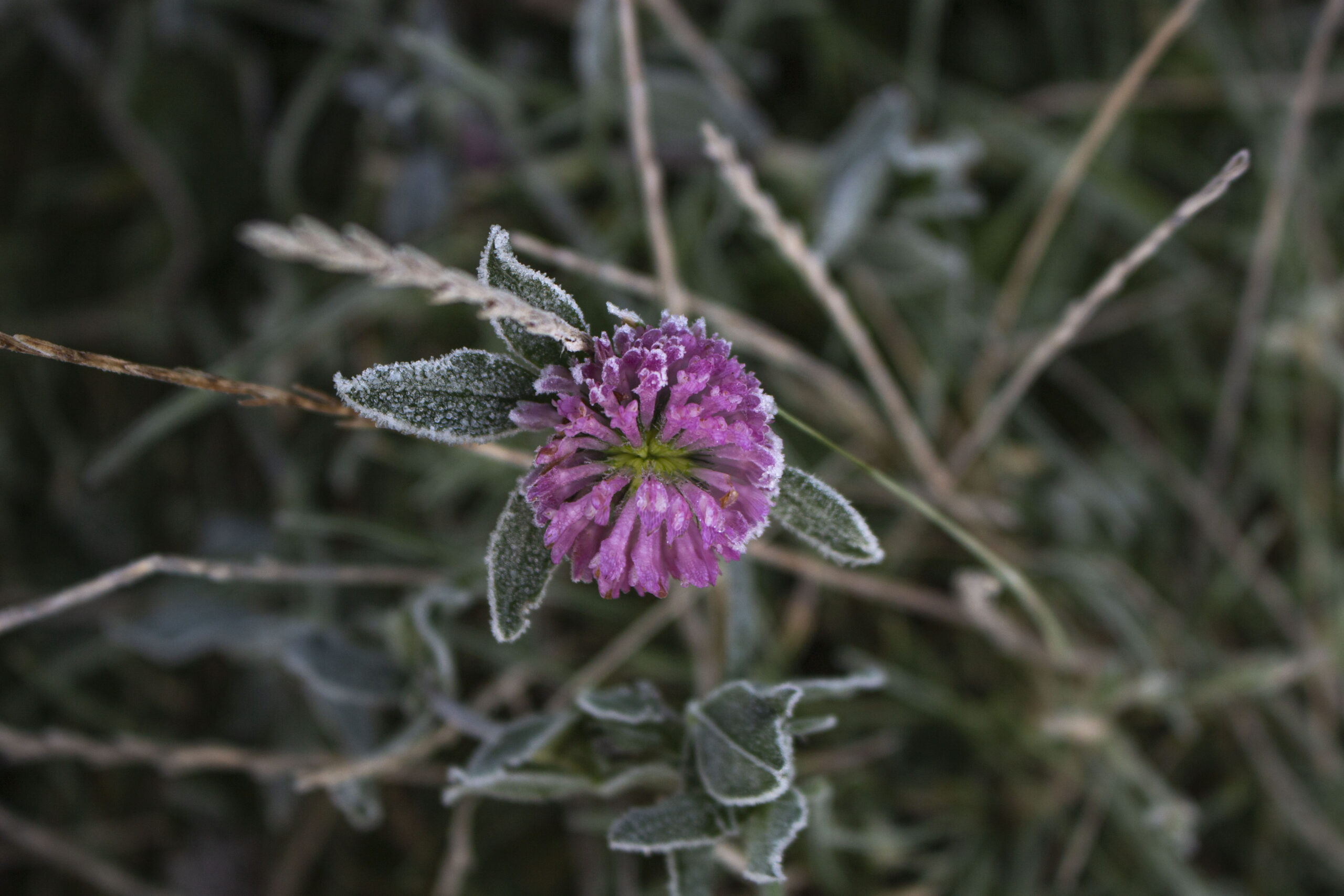 Haven i november