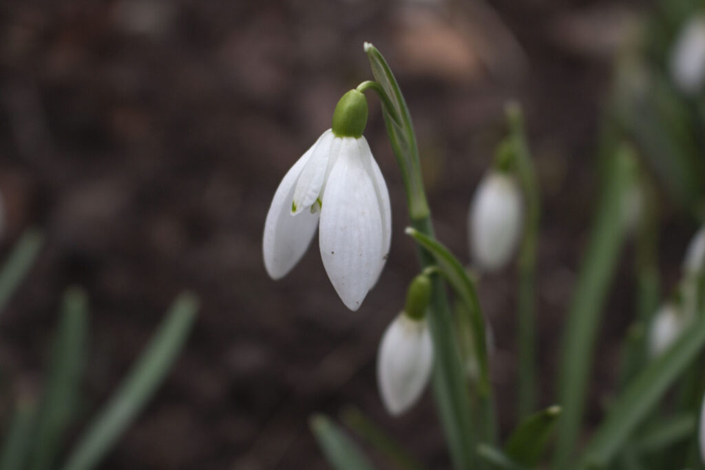 Hvornår blomstrer vintergæk?