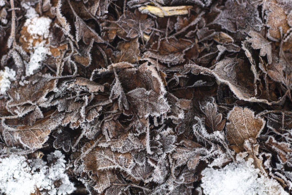 Dæk de frostfølsomme planter