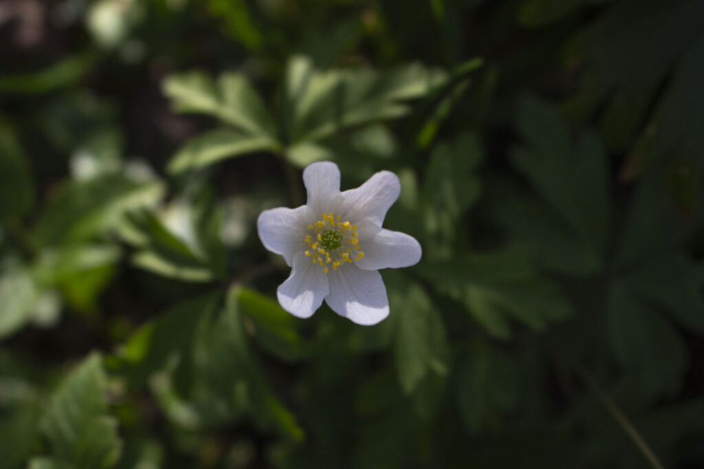 Find anemoner i skovbunden