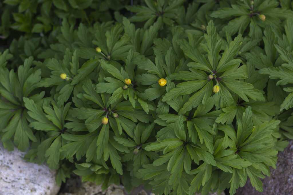 Få flere blomster med formering af anemoner