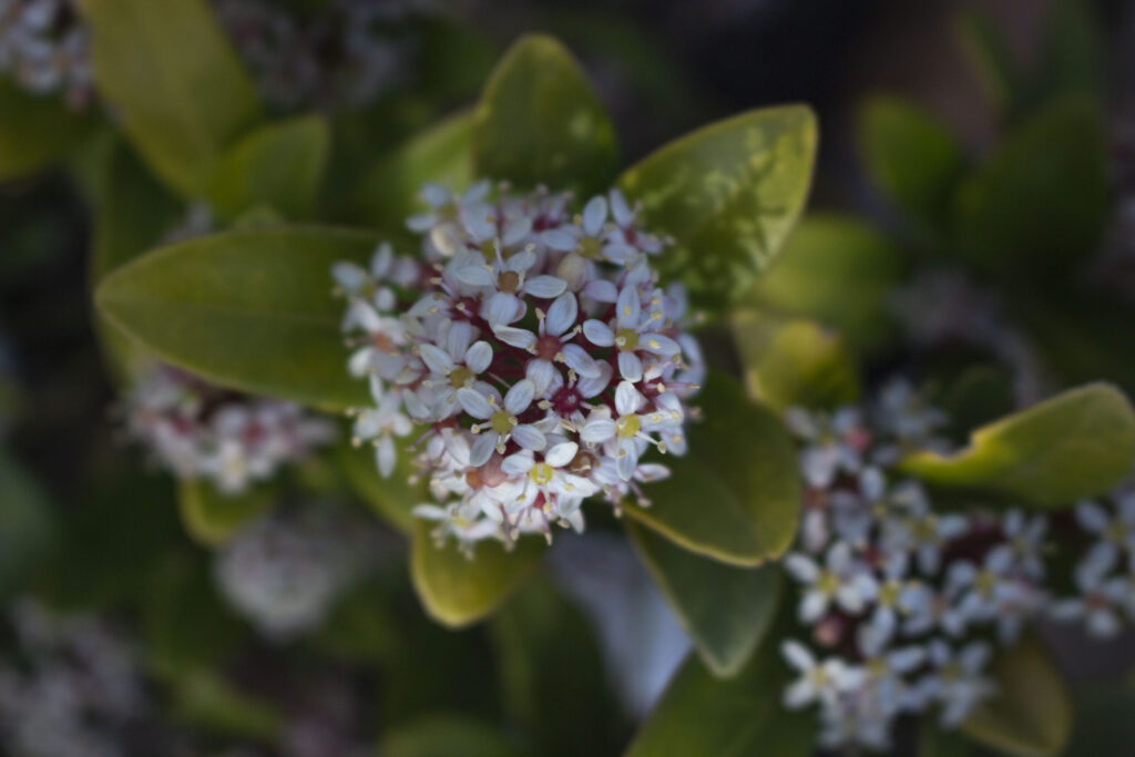 Gode råd til pasning af skimmia