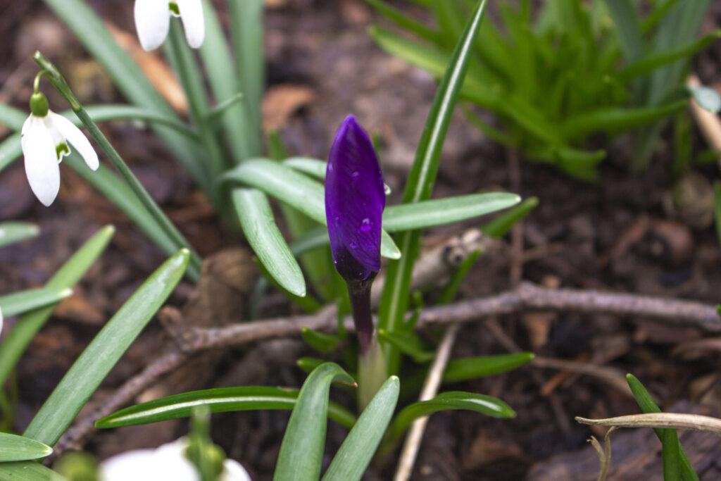 I gang med formering af krokus