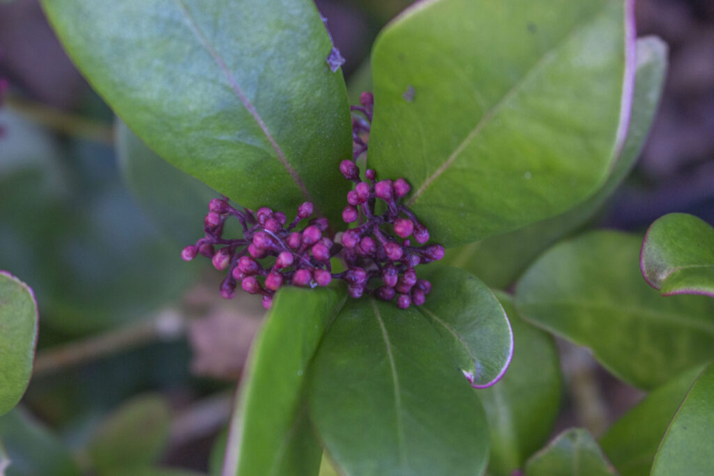 Kend de mange sorter af skimmia