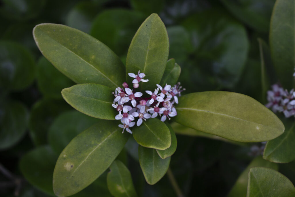 Kom godt i gang med beskæring af Skimmia