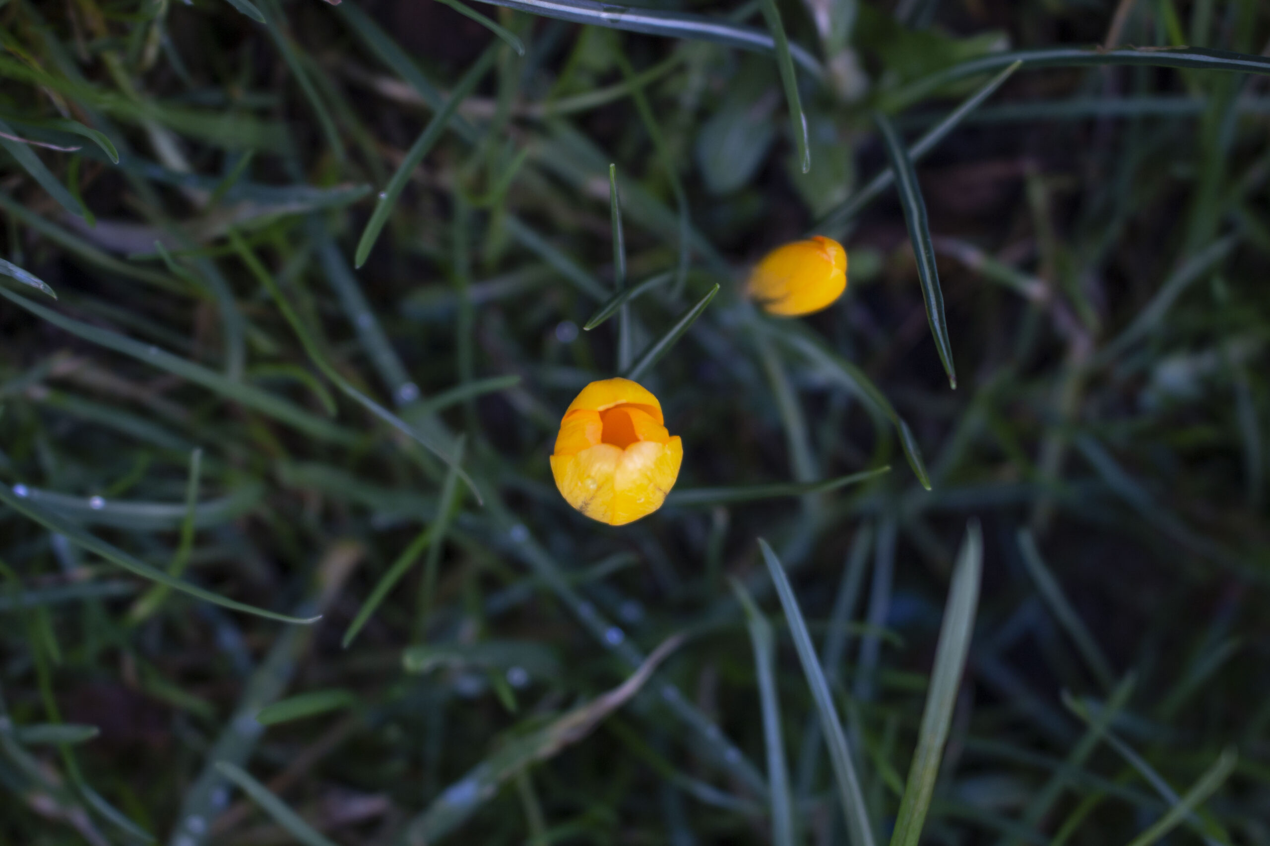 Krokus