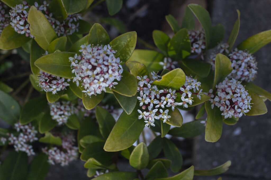 Skimmia