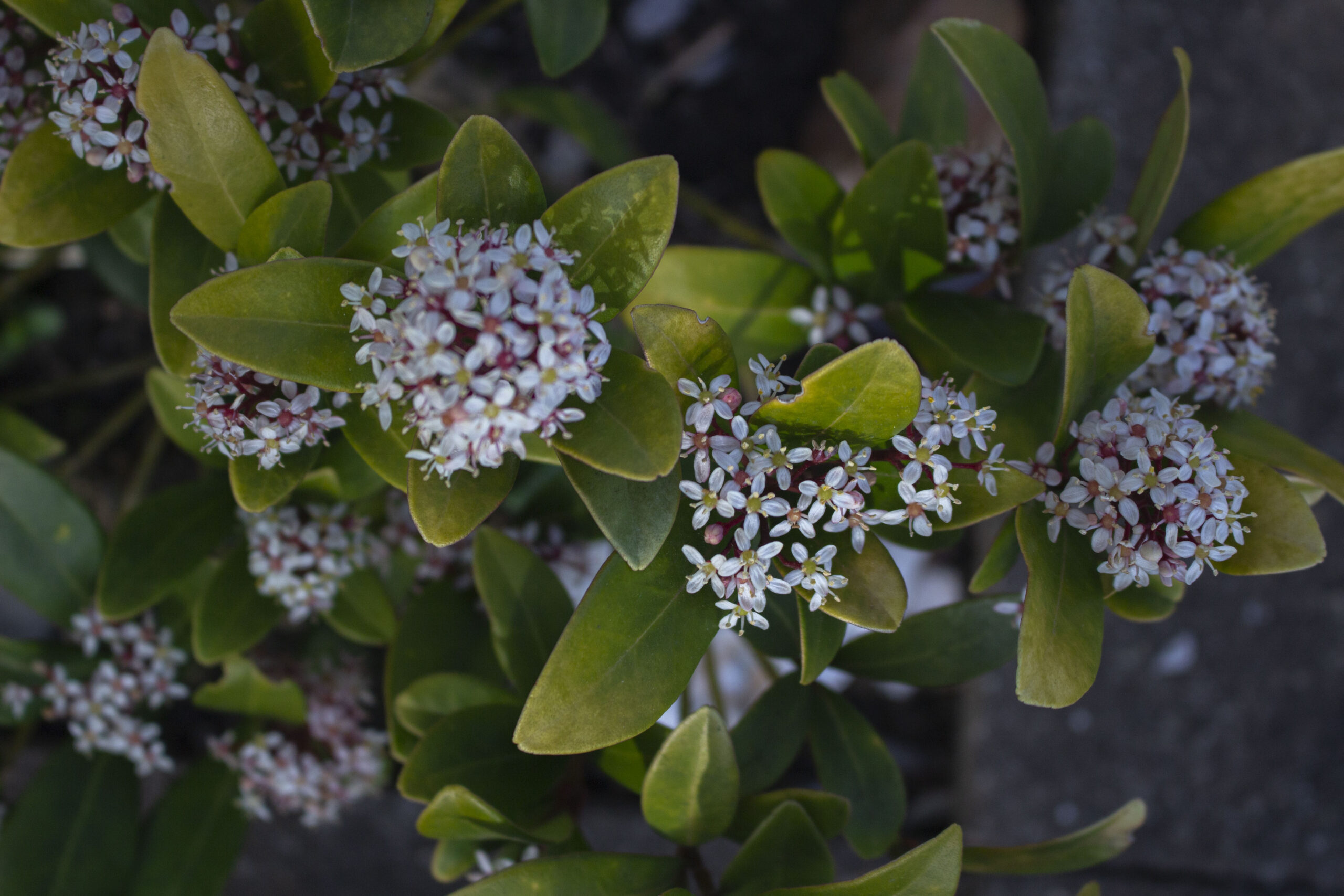 Skimmia