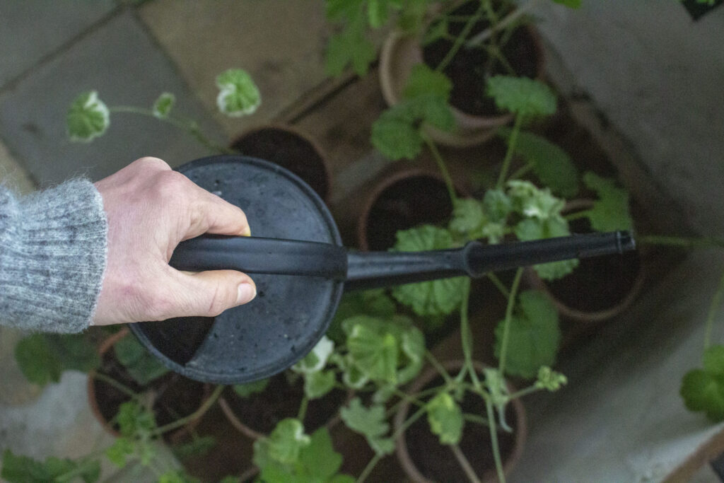 Gode råd om vanding af julestjerne