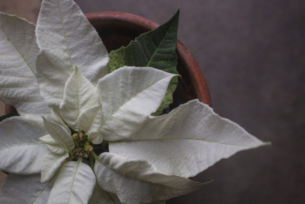 Sådan får din julestjerne en flot blomstring