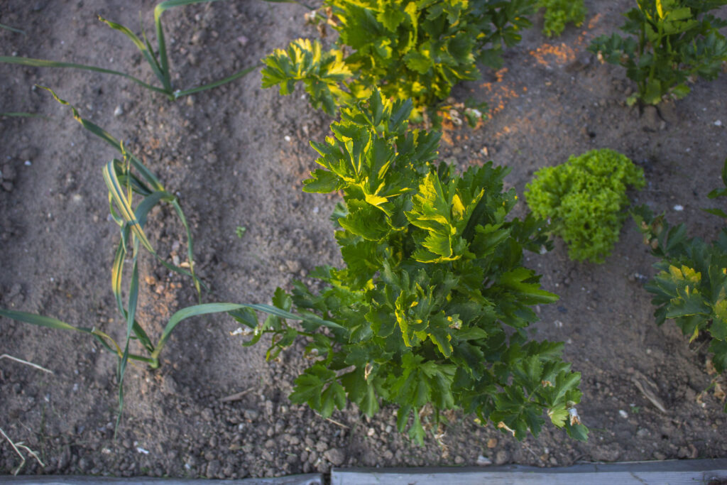 Udplantning af knoldselleri