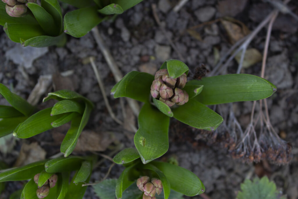 Et godt råd om hyacinter til allergikere