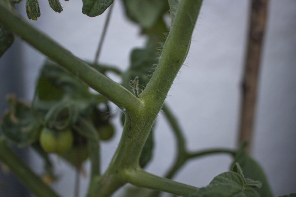 Beskæring & knibning af tomater – Sådan gør du