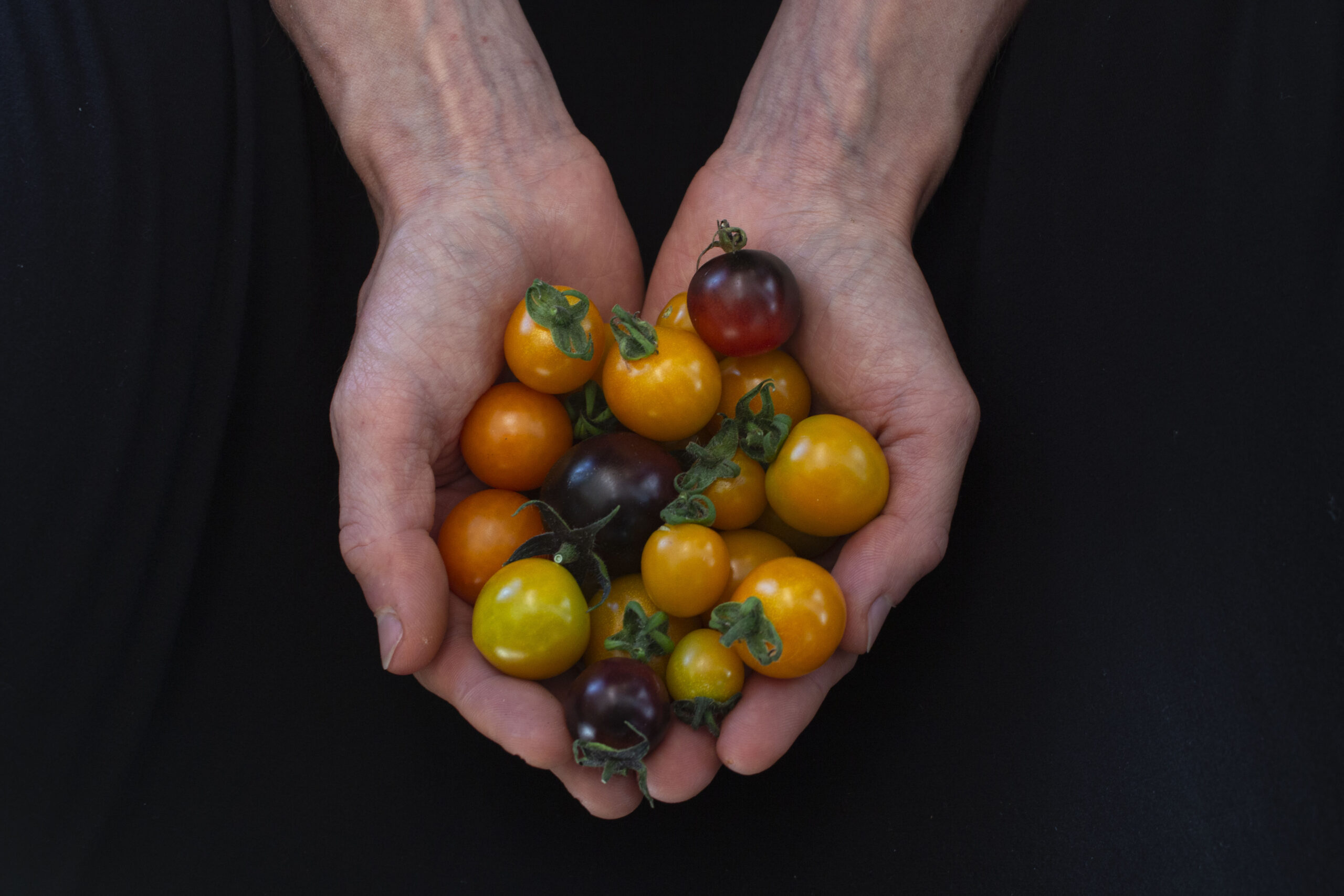 Modernisere klynke impressionisme Dyrkning af tomater [ I drivhus & på friland ] Guide med video