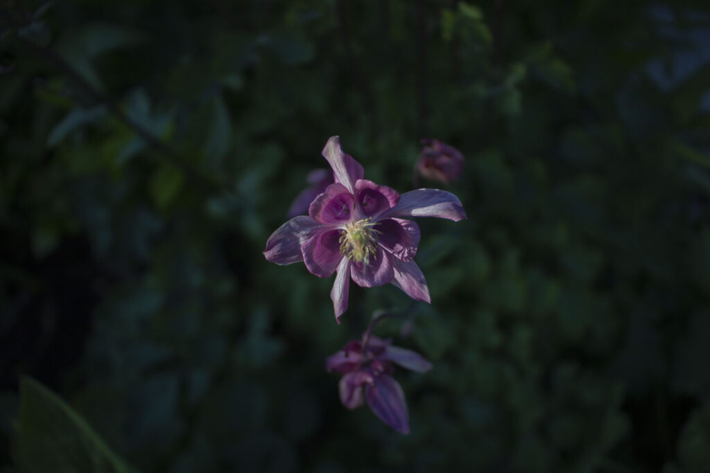 Glæd dig over akelejes blomstring