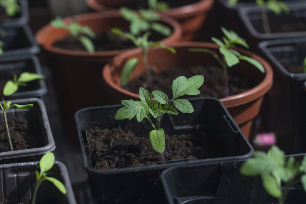 Husk hærdning før udplantning