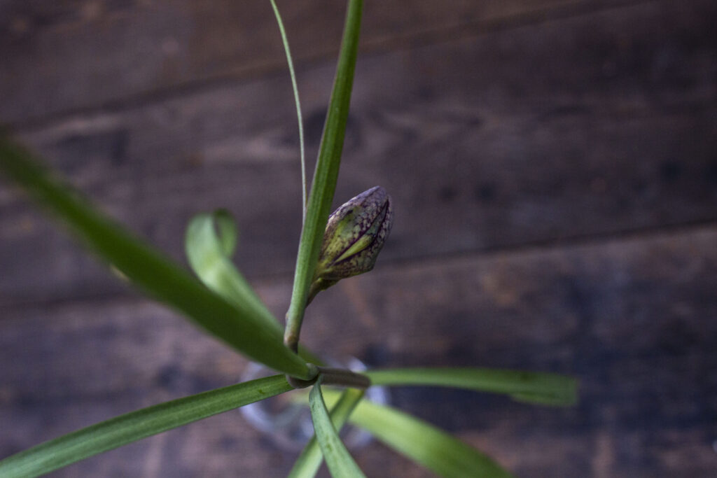 Hvordan plantes vibeæg