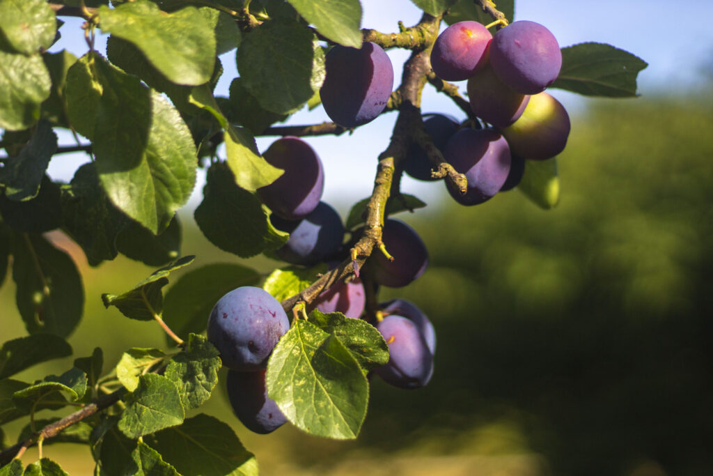 om i gang med plantning af blommetræ